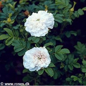 Souvenir de phil�mon cochet