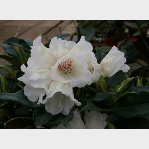 Rh. Taliense Honningduft