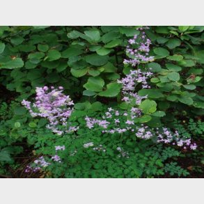 Thalictrum delavayi - Violfrstjerne