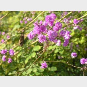 Thalictrum delavayi 'Hewitts Double'' - Violfrstjerne