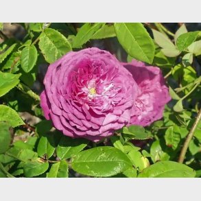 The Bishop ('L'Evque)