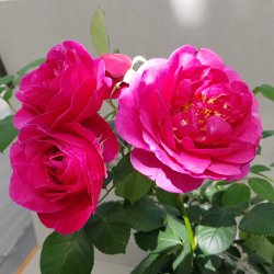 The Fairy Tale Rose