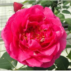 The Fairy Tale Rose