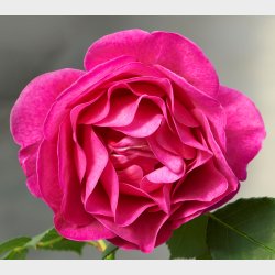 The Fairy Tale Rose