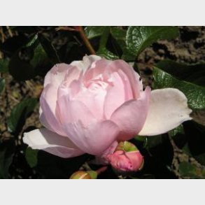 The Generous Gardener