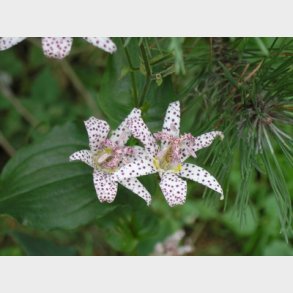 Tricyrtis hirta - Tudselilje