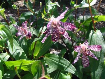 Tricyrtis hybrid 'Empress' - Tudselilje - Stauder & Krydderurter - MY ...