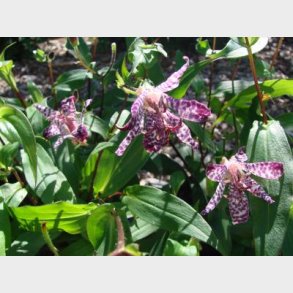Tricyrtis hybrid 'Empress' - Tudselilje