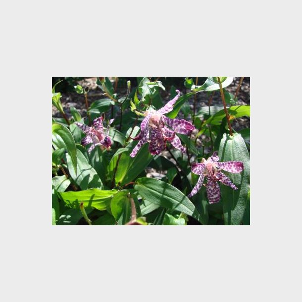 Tricyrtis hybrid 'Empress' - Tudselilje