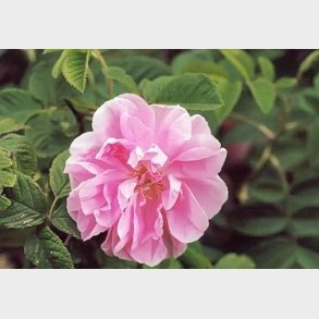 Trigintipetala (Kazanlik)