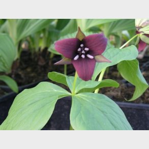 Trillium erectum - Treblad