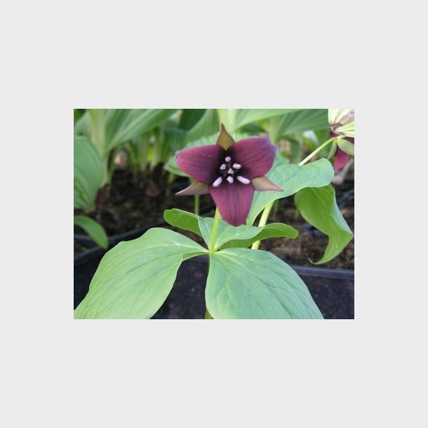 Trillium erectum - Treblad