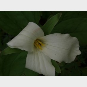 Trillium grandiflorum - Treblad
