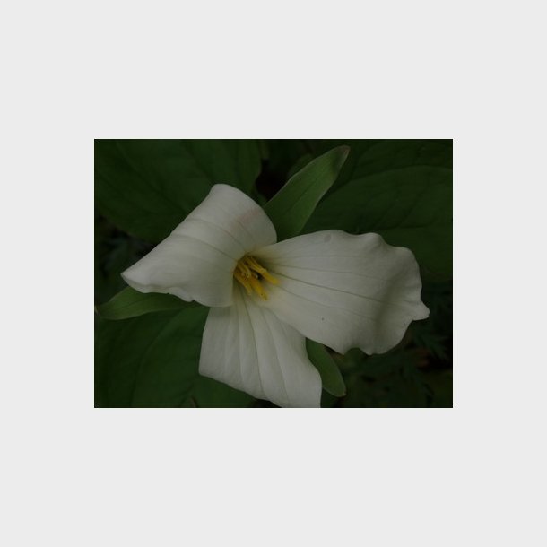 Trillium grandiflorum - Treblad