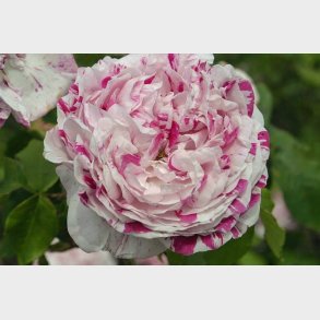 Variegata di Bologna