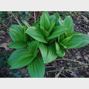 Veratrum nigrum - Sort Foldblad