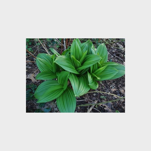 Veratrum nigrum - Sort Foldblad