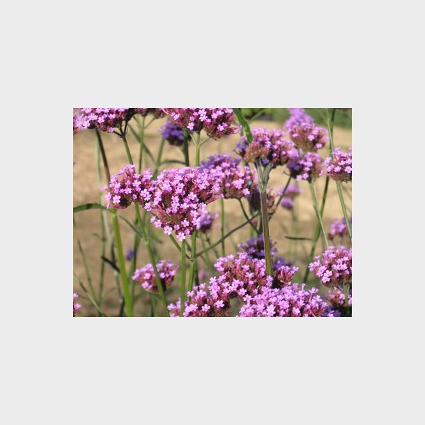 Verbena bonariensis - Havejernurt