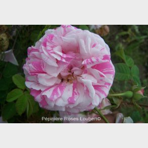 Village Maid (Belle Villageoise)