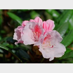 Rh. yakushimanum x proteoides