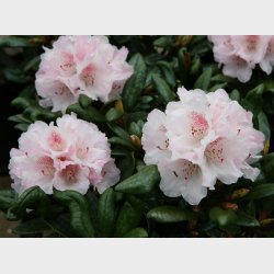 Rh. yakushimanum x proteoides