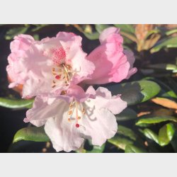 Rh. yakushimanum x proteoides