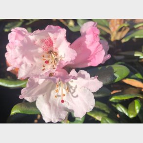 Rh. yakushimanum x proteoides