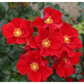 Alexander von Humboldt P STAMME 80 cm