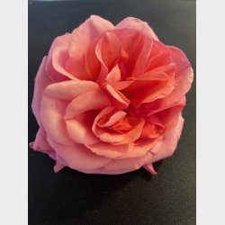 Aloha (fra f;r 1939)