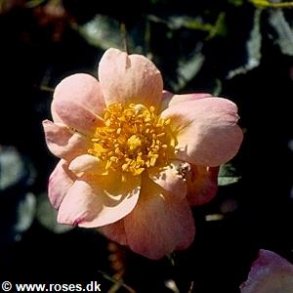 Canary Bird (Rosa rubiginosa)