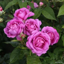 Carmen Wurth (Tehybrid)