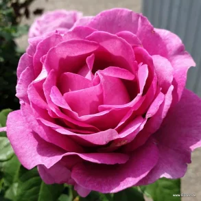 Carmen Wurth (Tehybrid)