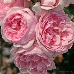 Cinderella (parkrose)