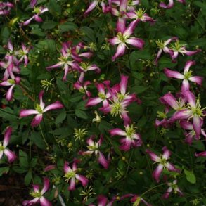 flammula 'Rubro marginata'