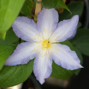 Clematis 'Ice Crystal'