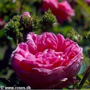 Cristata (Capeau de Napoleon)