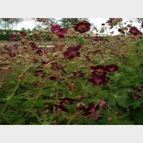 Geranium phaeum - Storkenb