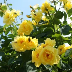 Golden Gate (Klatrerose)