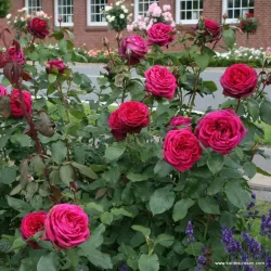 Grfin Diana (Tehybrid)