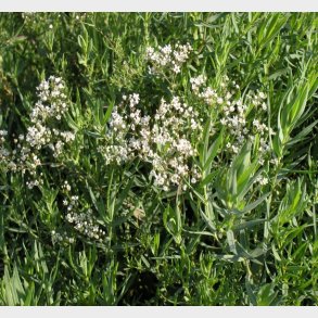 Gypsophila paniculata