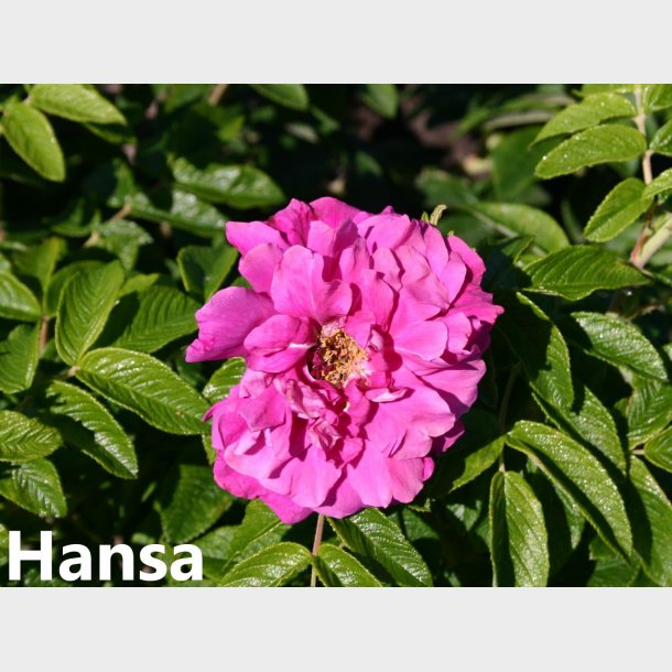 Hansa