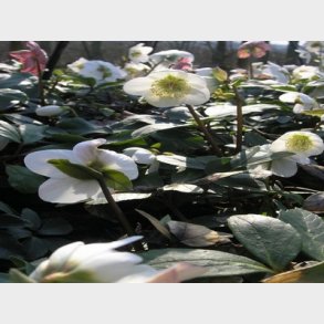 Helleborus niger 'Praecox' - Julerose
