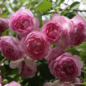 Jasmina (Klatrerose)