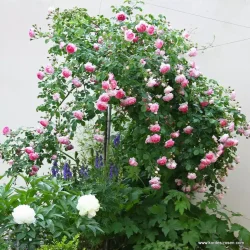 Jasmina (Klatrerose)