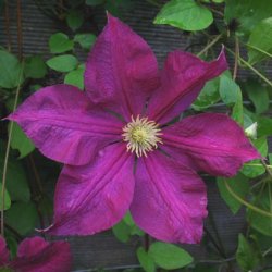 viticella 'Jenny Caddick'