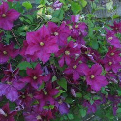 viticella 'Jenny Caddick'