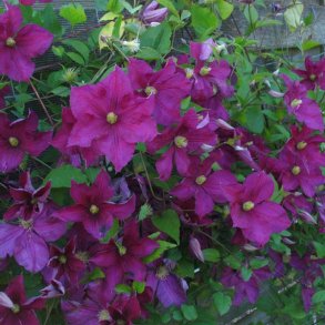 viticella 'Jenny Caddick'