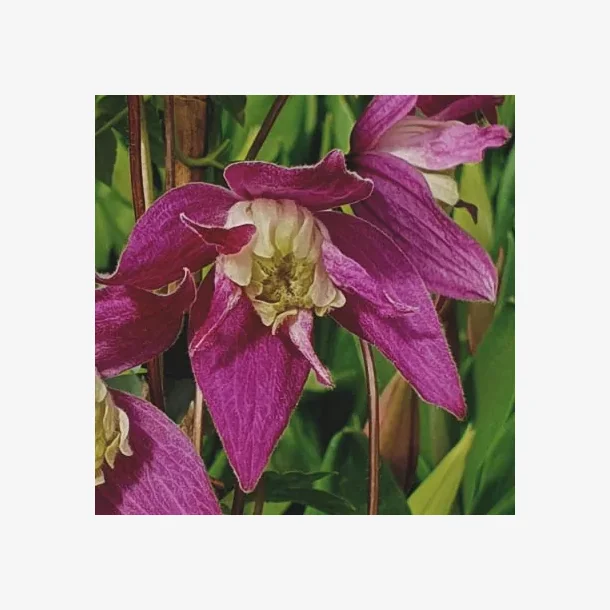 koreana 'Jette'