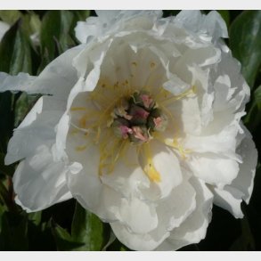 paeonia itoh hybrid 'love affair' - Tr�p�on