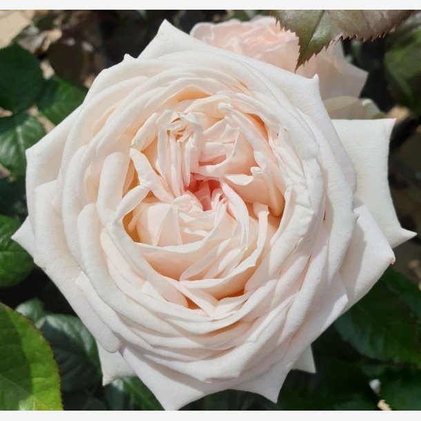Madame Anisette